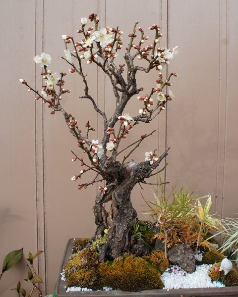 19 2 7 梅盆栽 和風寄せ植え のアルバム みんなの趣味の園芸 Id