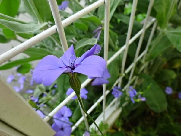 ビスカリア ブルーエンジェル 花 のアルバム みんなの趣味の園芸