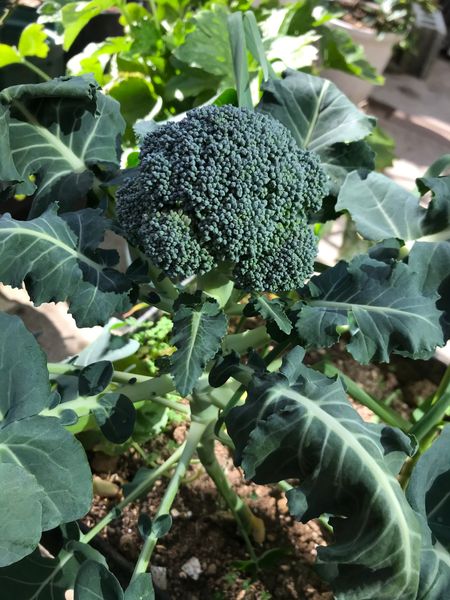 21年2月日 プランターで ブロッコ お庭でお野菜 プランター栽培 のアルバム みんなの趣味の園芸
