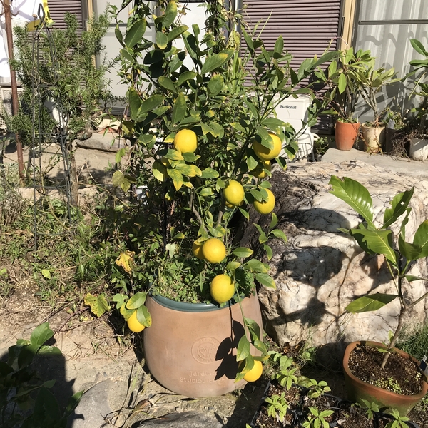 10月末 グランドレモン 黄色く熟してき 我が家の庭風景 のアルバム みんなの趣味の園芸 Id