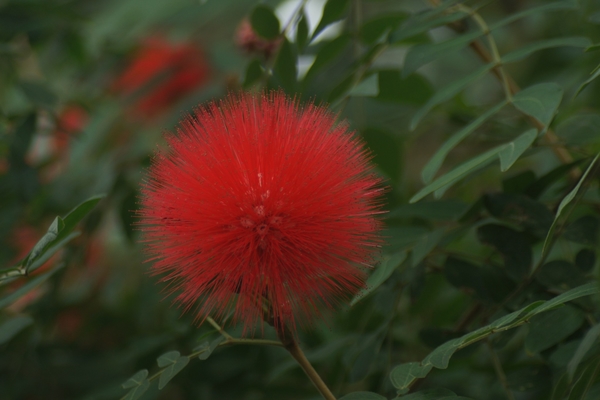 オオベニゴーカン ふわふわした花がいい 赤塚植物園の希少植物大温室 のアルバム みんなの趣味の園芸 Id