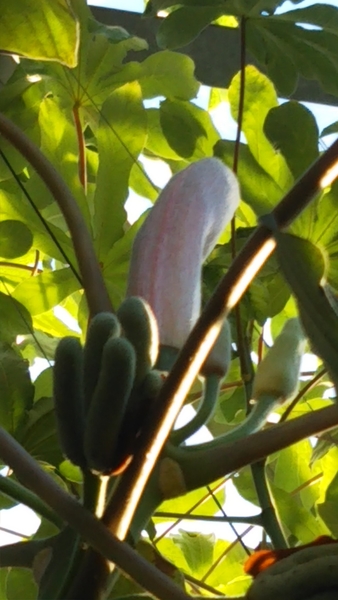 セクロピア ペルタータの花 実 赤塚植物園の希少植物大温室 のアルバム みんなの趣味の園芸 Id