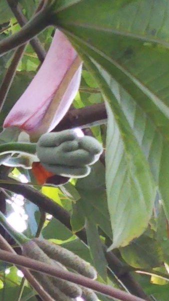 セクロピア ペルタータの花 実 赤塚植物園の希少植物大温室 のアルバム みんなの趣味の園芸 Id