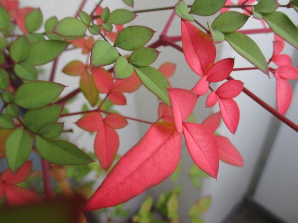 ベランダの鉢植えの南天の紅葉 お日 葉が綺麗な植物 18 のアルバム みんなの趣味の園芸