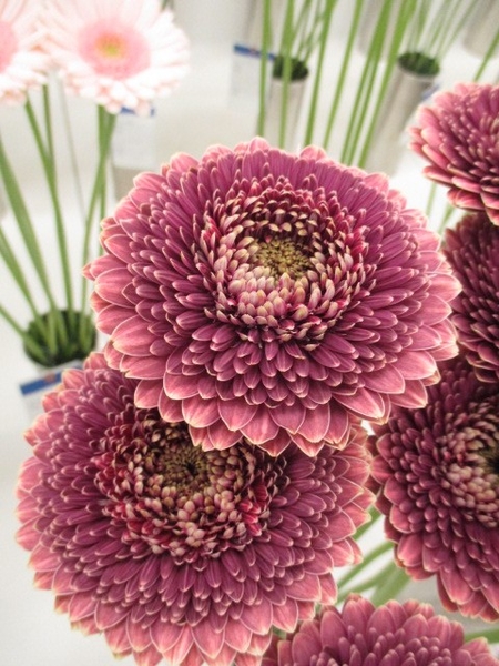ゴージャスな雰囲気の花びらが多いガー 第66回関東東海花の展覧会 のアルバム みんなの趣味の園芸 Id