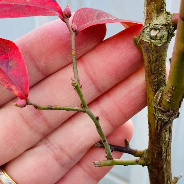 ブルーベリーの冬剪定 楊枝の様な細く短 ブルーベリー栽培日記 のアルバム みんなの趣味の園芸