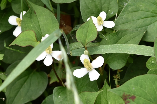 4枚の白い花びらと思ったのは総苞片とい Shonanさんの山歩き 2 1 6月 のアルバム みんなの趣味の園芸