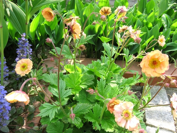 ゲウム マイタイ ゲウムはダイコンソ ２０１７年 春の花 のアルバム みんなの趣味の園芸 Id