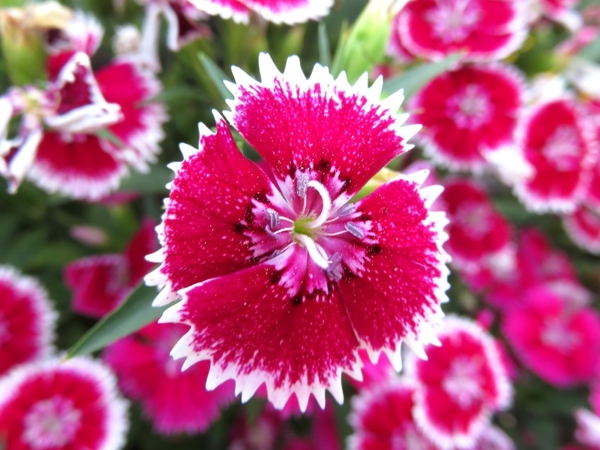 四季咲きナデシコ テルスター ２０１７年 春の花 のアルバム みんなの趣味の園芸 Id 4409