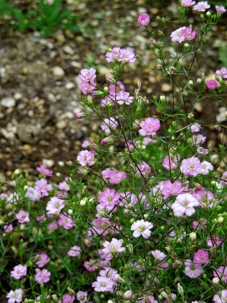 ジプシーローズ カスミソウ が咲きまし 最北端の花畑 ３ のアルバム みんなの趣味の園芸 Id 462759