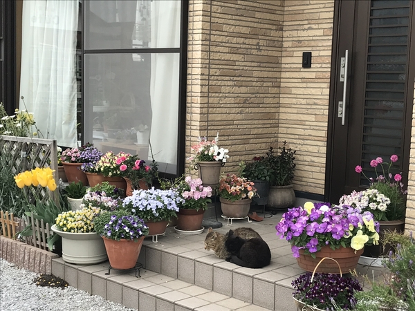 玄関前の花たち ビオラ のアルバム みんなの趣味の園芸 Id