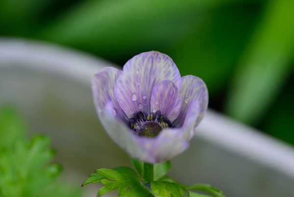 アネモネ モナリザ 白紫 種まきアネモネ 17年アネモネ のアルバム みんなの趣味の園芸 Id
