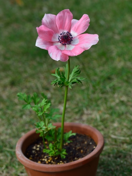 アネモネ ミストラル ピンク 花径は9cm 17年アネモネ のアルバム みんなの趣味の園芸 Id