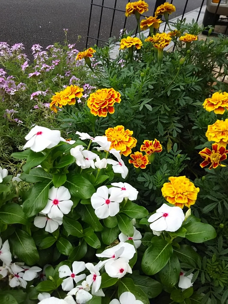 ニチニチソウ マリーゴールド バーベナ 庭の花17 のアルバム みんなの趣味の園芸 Id