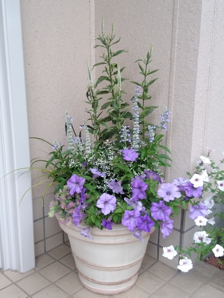 サフィニアの寄せ植え 宿根ベロニカ 寄せ植え 17 のアルバム みんなの趣味の園芸 Id