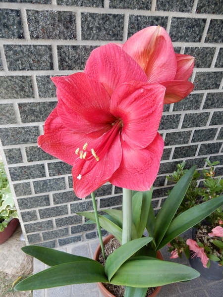 赤い大きいサイズのアマリリスが咲きま 花の写真大好き のアルバム みんなの趣味の園芸 8514