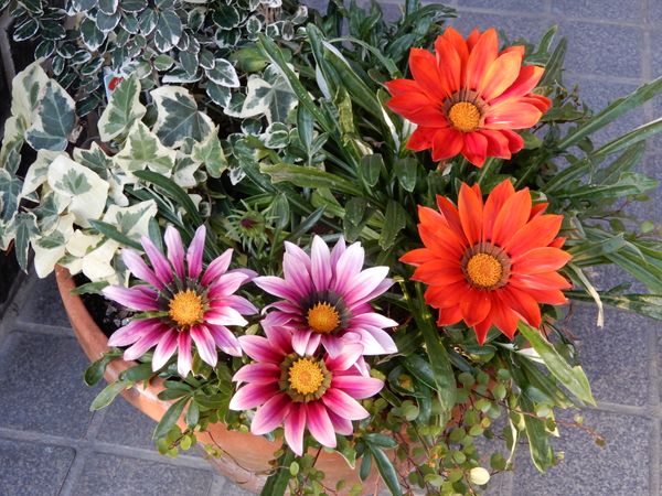 寄せ植えのガザニアが元気よく12月にな 花の写真大好き のアルバム みんなの趣味の園芸 9225