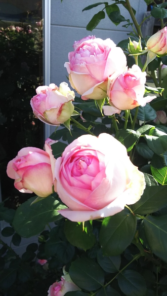 ツルヒストリーが咲き出しました 我が家 17年 我が家の薔薇の庭 のアルバム みんなの趣味の園芸