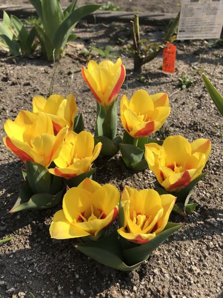 背の低いチューリップ 三月の末から咲き 29年3月の花 のアルバム みんなの趣味の園芸 Id 3985