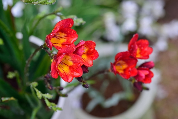 フリージア赤 鉢植えのフリージアも咲き 17年フリージア のアルバム みんなの趣味の園芸