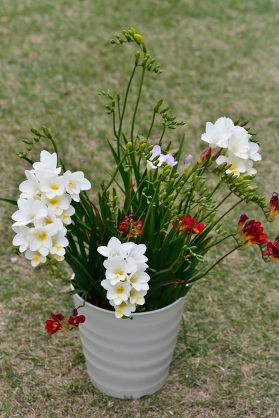 鉢植えのフリージア 白が盛りになってき 17年フリージア のアルバム みんなの趣味の園芸