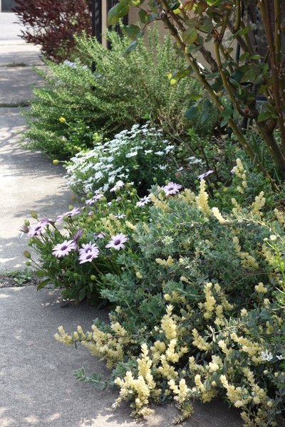ロータスブリムストーン ディモルフォセ 4月のお庭 17 のアルバム みんなの趣味の園芸