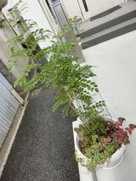 シマトネリコとうさぎとツタ植物の寄植 寄植え のアルバム みんなの趣味の園芸 Id