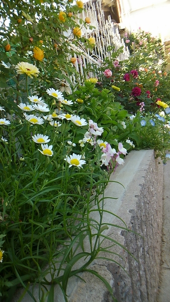 ノースポール 毎年こぼれ種を拾って花 我が家で咲く花たち のアルバム みんなの趣味の園芸 Id 6199