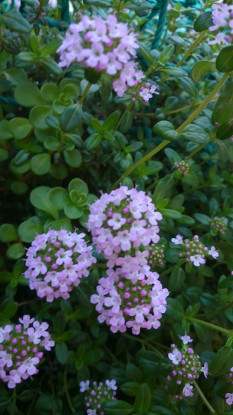 タイム 年々広がり可愛いピンクの花を咲 我が家のハーブ のアルバム みんなの趣味の園芸 Id