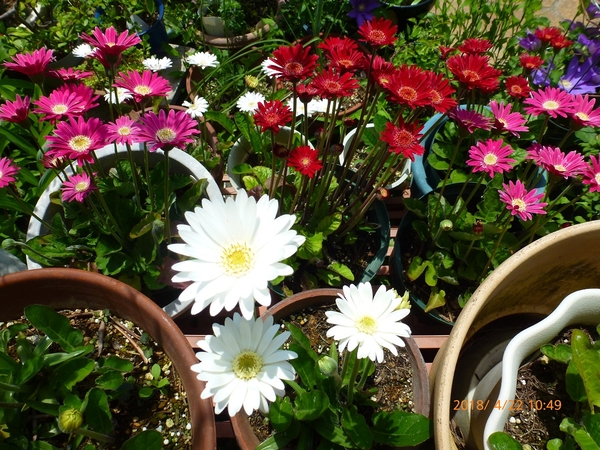 ガーベラ 宿根ガーベラ満開 庭の花たち のアルバム みんなの趣味の園芸