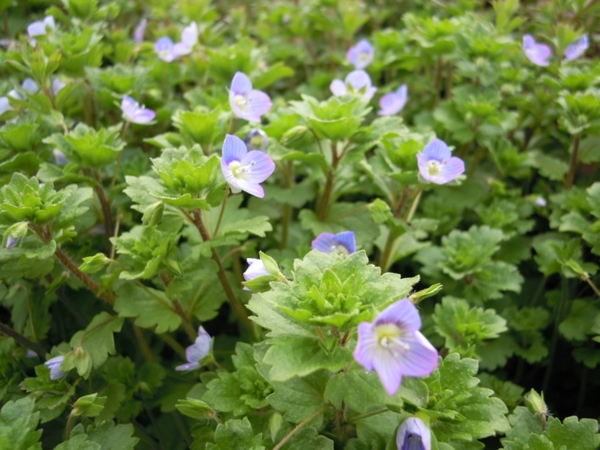 オオイヌノフグリ 青い花が一面に咲くと 雑草 のアルバム みんなの趣味の園芸
