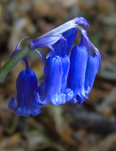 イングリッシュ ブルーベル 外来種の 今咲いている花 17 4月 6月 のアルバム みんなの趣味の園芸 Id