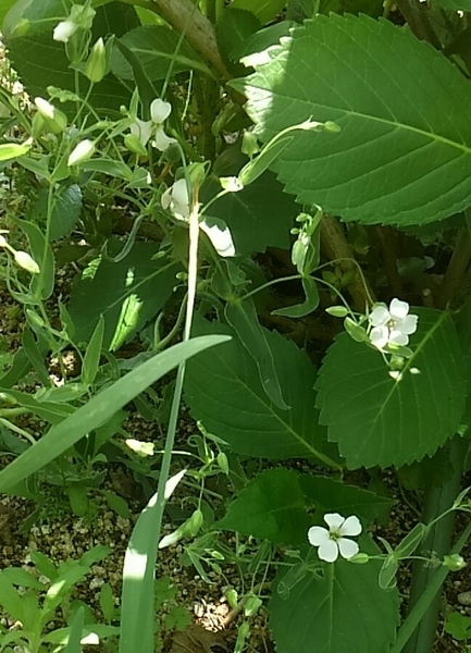 白いカスミソウです 5月に咲いた物です 咲いたﾜｲﾙﾄﾞﾌﾗﾜｰの種類 のアルバム みんなの趣味の園芸 Id 481793
