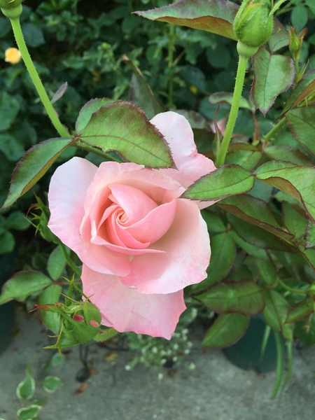 オードリー ヘプバーン 17年春の薔薇 のアルバム みんなの趣味の園芸 Id