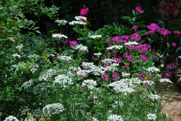 ムシトリナデシコ 路傍に咲く花だけど 17 ５月 庭の草花 のアルバム みんなの趣味の園芸
