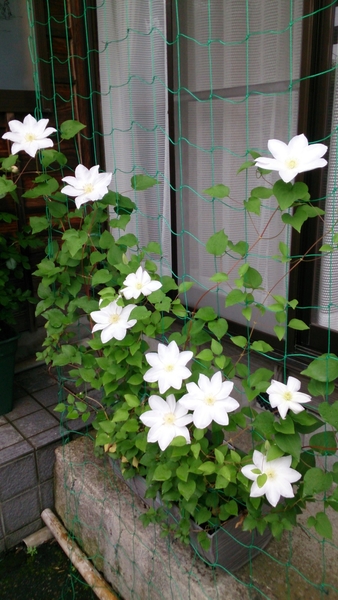 クレマチス白雪姫 17年5月の花 のアルバム みんなの趣味の園芸 Id