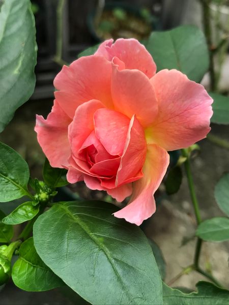 年7月28日 かおりかざり 咲きまし F Gローズさん 小山内 健氏作出のバラ のアルバム みんなの趣味の園芸 Id