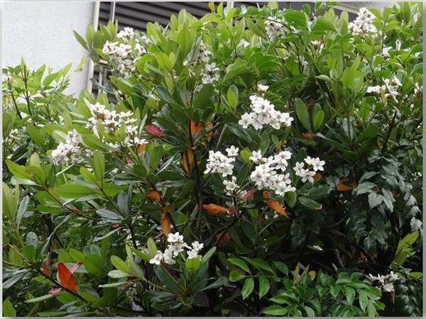 イボタノキに白い花が咲いたよ No 1我家の庭木 低木花色々 のアルバム みんなの趣味の園芸
