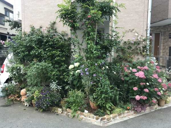 18年6月3日 アナベル ピンクアナベルが 小さな庭2 のアルバム みんなの趣味の園芸 Id