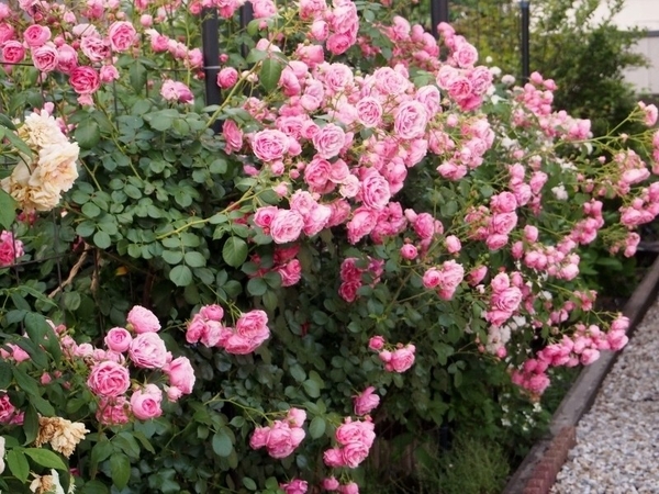 ポンポネッラ 5月 南側のバラ用フェン 17年 我が家の庭で咲いた薔薇 のアルバム みんなの趣味の園芸 Id