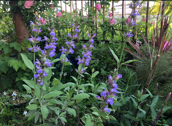 コモンセージのブルーが綺麗です 庭の草花 のアルバム みんなの趣味の園芸