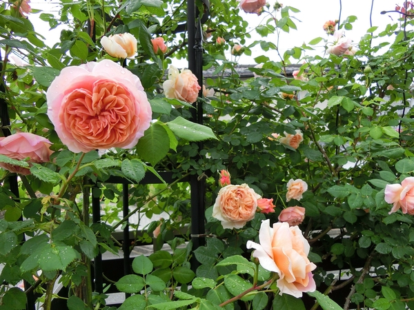 5 24 ウィリアム モリス 17年のバラ のアルバム みんなの趣味の園芸 Id 4366