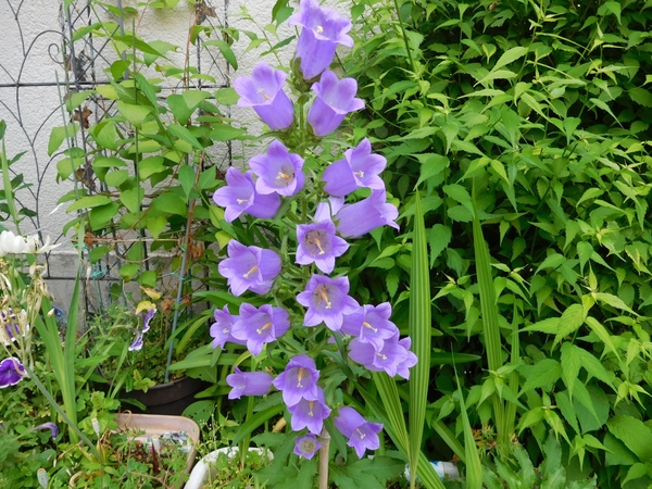 カンパニュラ 庭の花や草 のアルバム みんなの趣味の園芸 Id 4397