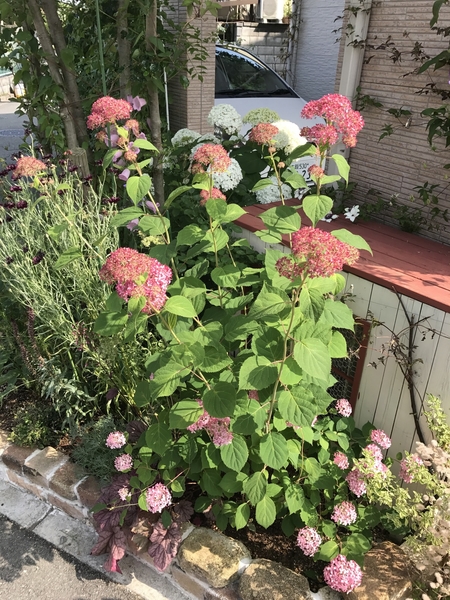 ピンクアナベル 小さな庭2 のアルバム みんなの趣味の園芸