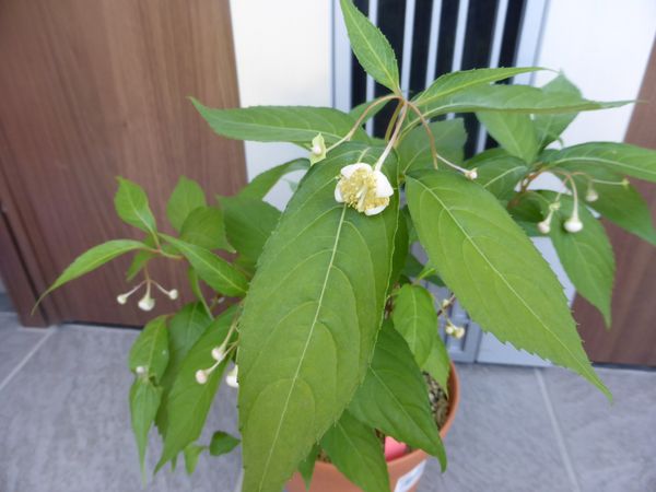 バイカ甘茶 アジサイ科 お花初めて ６月の花 のアルバム みんなの趣味の園芸 Id