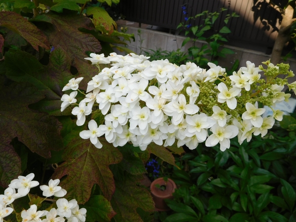 カシワバアジサイ スノーフレーク わが家の紫陽花 のアルバム みんなの趣味の園芸 Id
