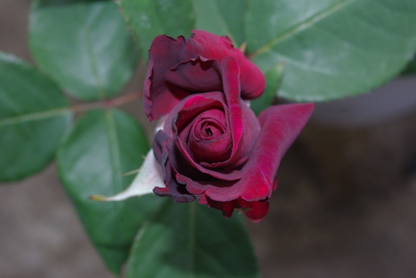 深い赤紫から鮮烈な赤紫へ グレーフィン ディアナ 薔薇 17 のアルバム みんなの趣味の園芸