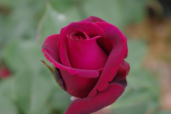 深い赤紫から鮮烈な赤紫へ グレーフィン ディアナ 薔薇 17 のアルバム みんなの趣味の園芸