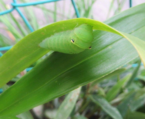 アオスジアゲハの幼虫 かわいい来客達 のアルバム みんなの趣味の園芸 Id