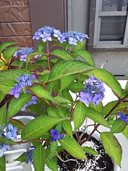 山アジサイ 藍姫 紫陽花 山アジサイ のアルバム みんなの趣味の園芸 Id